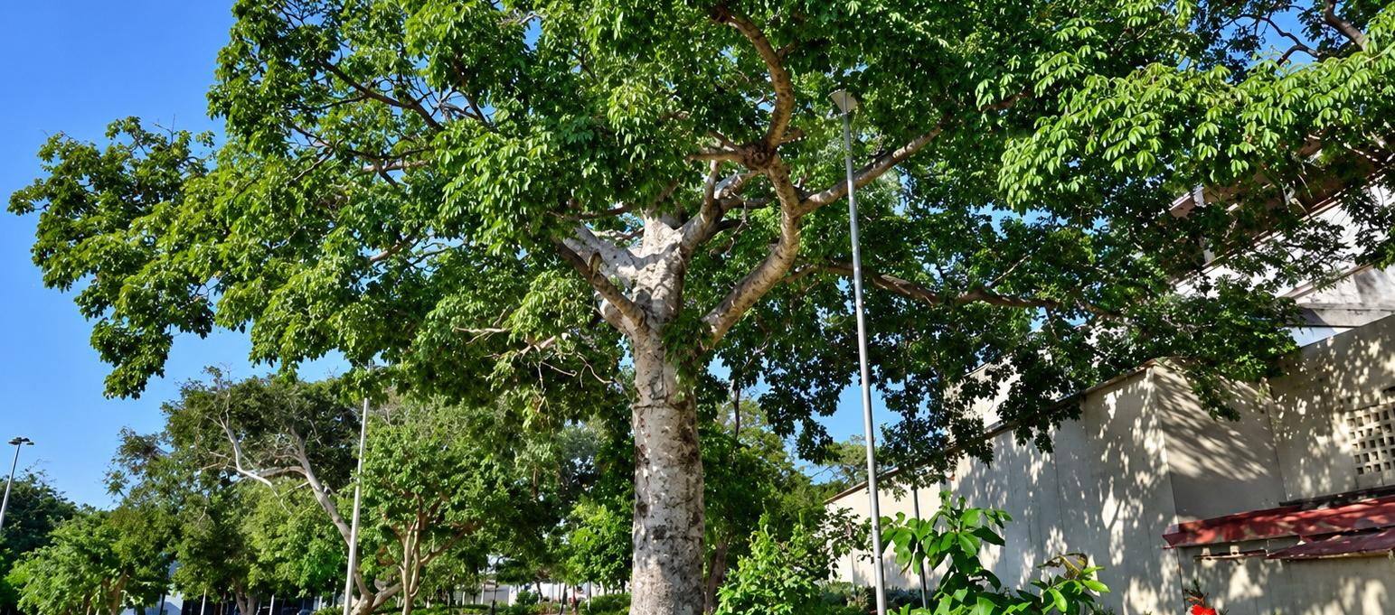 Ceiba blanca. 