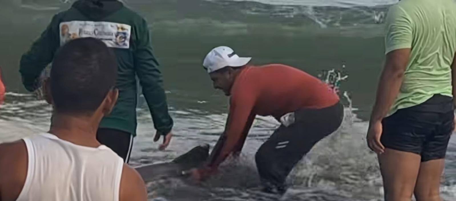 Delfines rescatados en Puerto Colombia