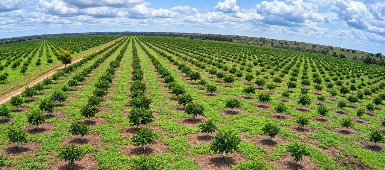 Cultivo de limón Tahití.