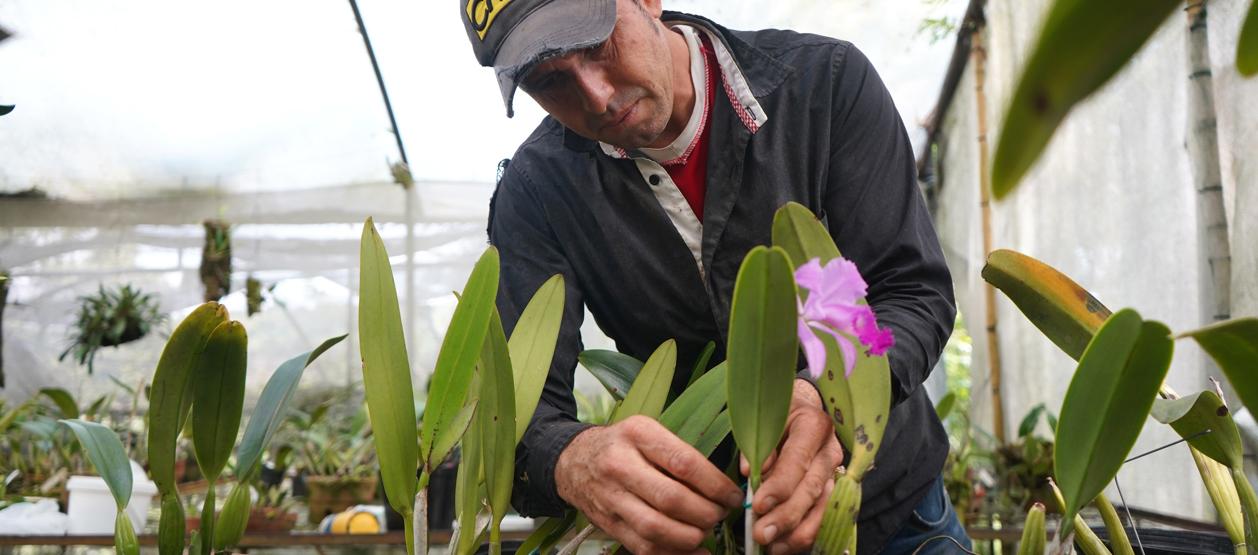 Un jardinero trabajando con una orquídea (Cattleya trianae), en Manizales.