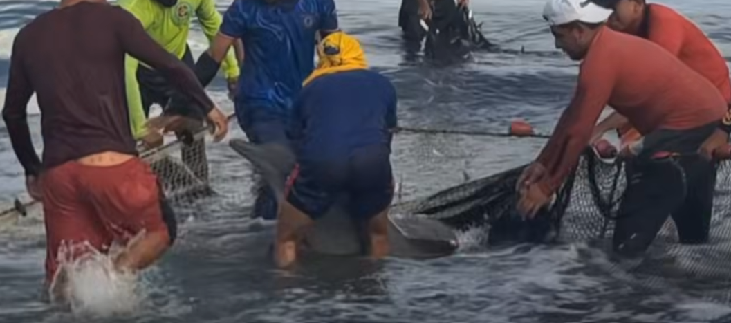 Momentos de la liberación de los delfines.