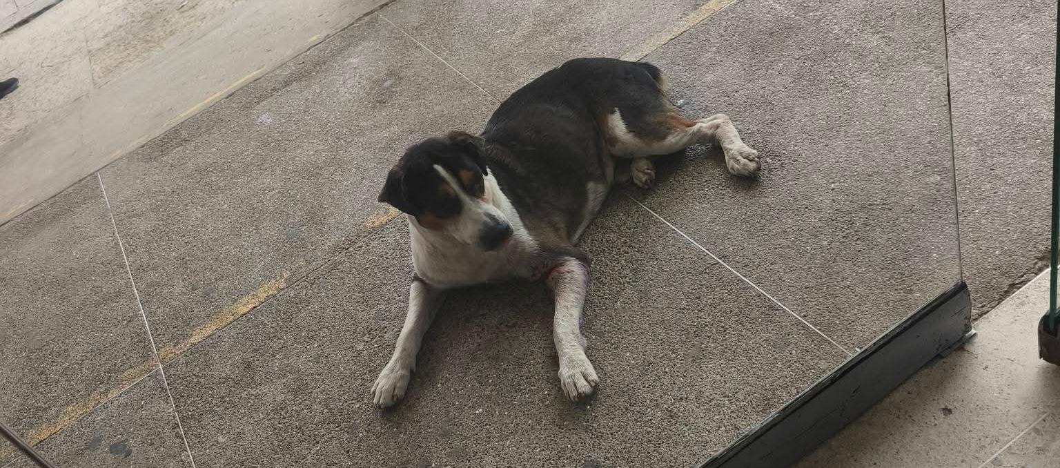 Mascota extraviada en el barrio Boston.