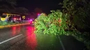 Árbol caído sobre la Cordialidad, cerca a Baranoa, tras los fuertes vientos. 