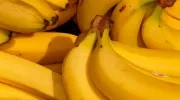 Exportación de banano creció 48,6%.