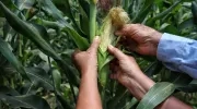 Cultivos de maíz sembrados en el Atlántico.