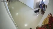 Ataque del perro Pitbull a un niño en Barranquilla