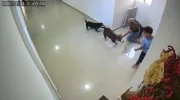 Perro pitbull atacó a niño