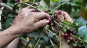 El anuncio fue dado por la Federación Nacional de Cafeteros.