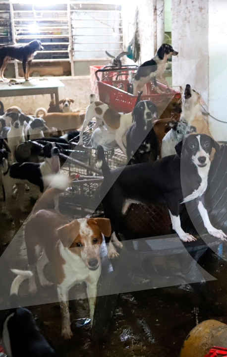 Más de 20 perros en una habitación de la casa