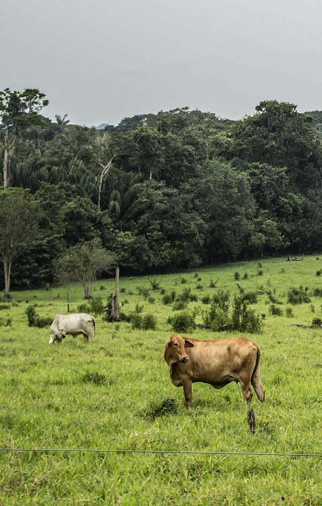 Parque Natural La Macarena 