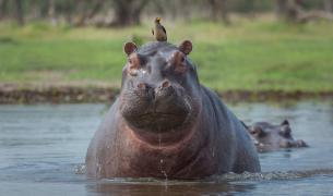 Hipopótamos.