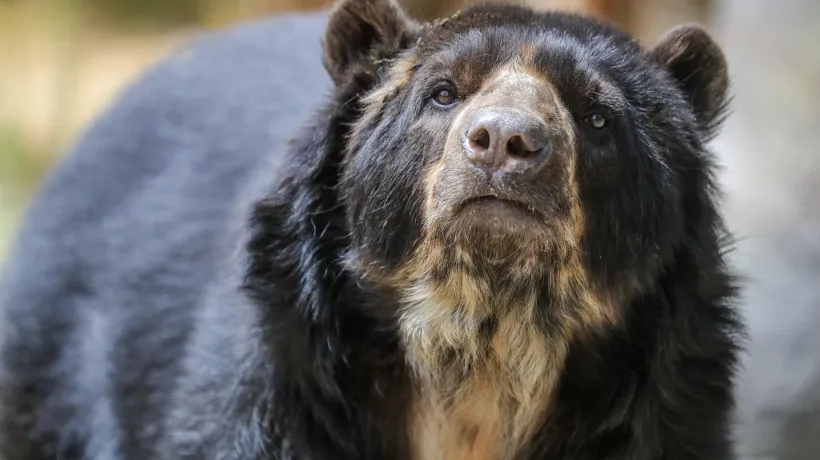 Oso de anteojos.