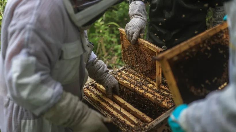 Inspeccionando paneles de abejas.