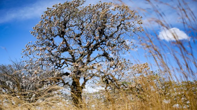 Árbol Roble Sabana florecido en la localidad de Santana al oeste de San José (Costa Rica).