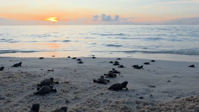 Liberación de tortugas en San Andrés