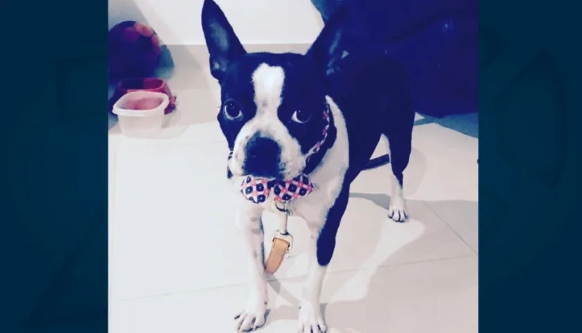 'Martina', perrita extraviada.