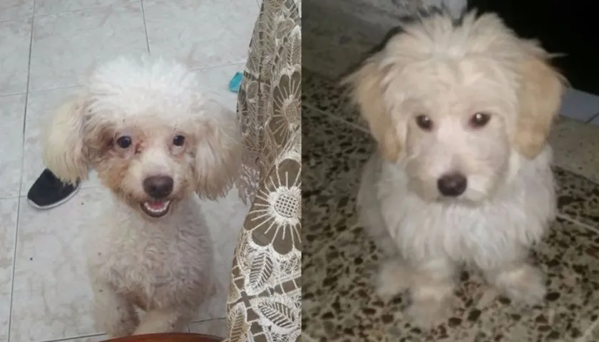 Los perros 'Max' y 'Rocko'.