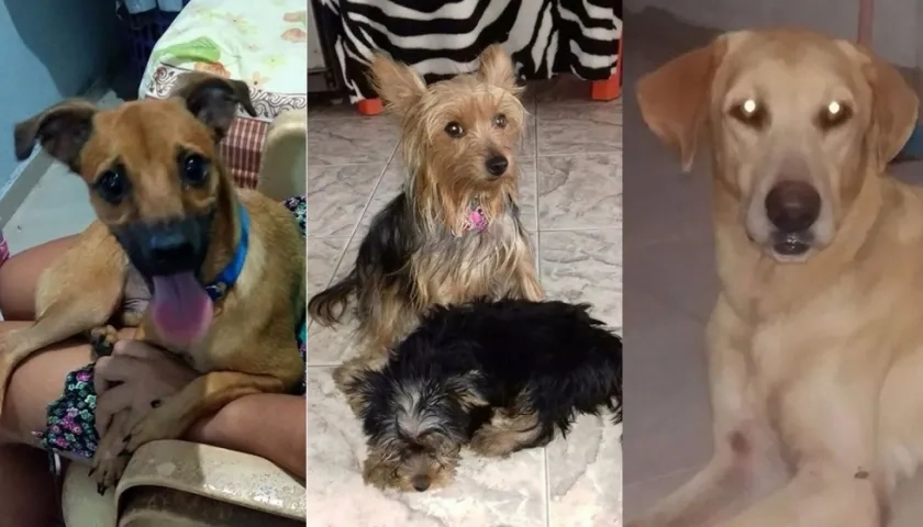 Las mascotas 'Dino', 'Lulú' y 'Mono'.