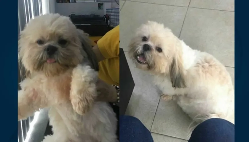 Perrito perdido 'Hachi'.