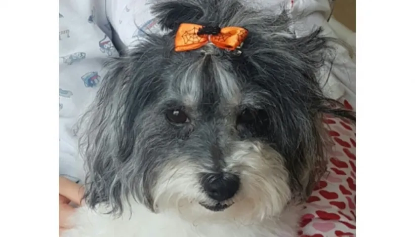 'Tasha' perrita perdida.