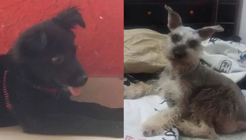 Los perritos 'Waiky' y 'Lucas'.