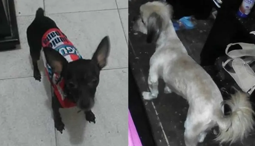 'Toby' y 'Bianchi' mascotas perdidas.