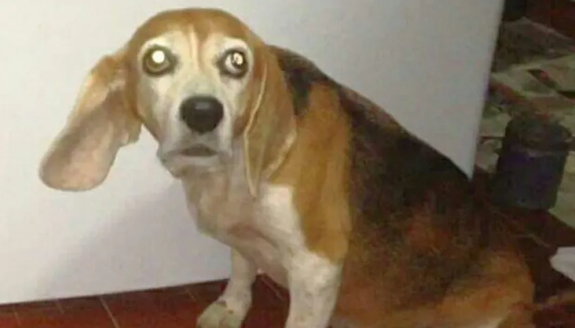 'Clayssie' perra perdida.