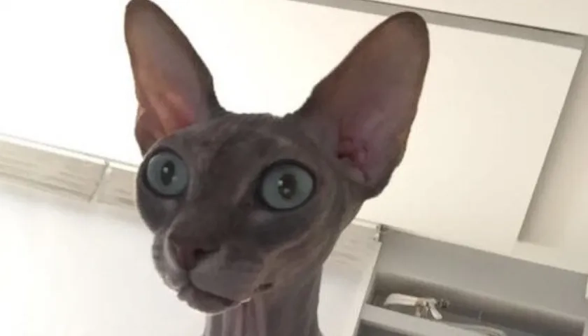 'Izel' gata perdida.