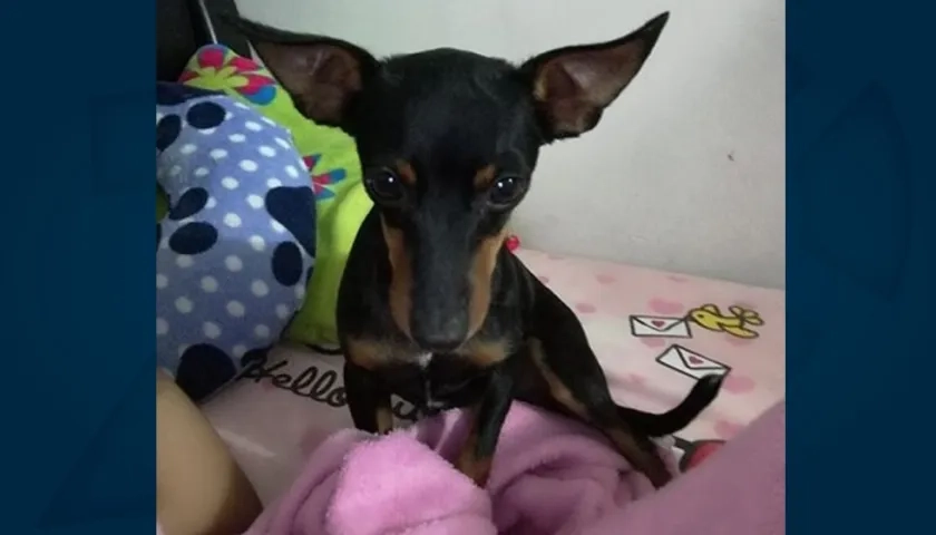 'Terry' perrito perdido.