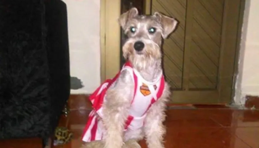 'Dolly' perrita perdida.