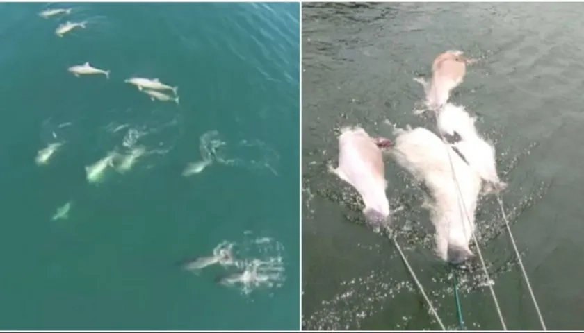 Ecologistas alertaron sobre más muertes.