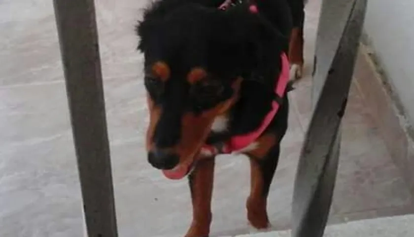 La perrita Sascha perdida en 'Caracolí'.