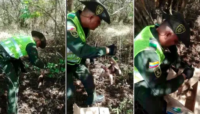 Fue liberado en la trocha los Cocos.