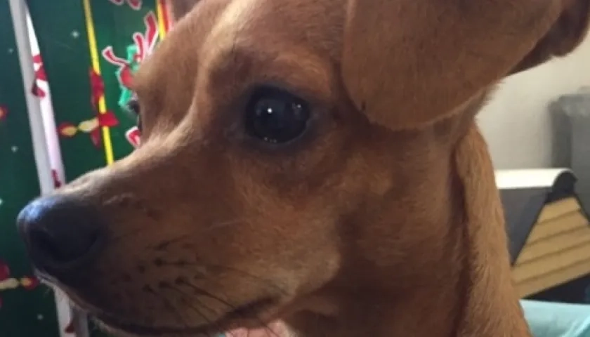 'Coby' perrito perdido.