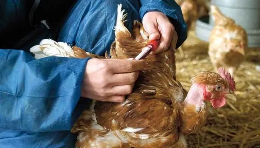 La enfermedad de Newcastle se define como una infección de las aves de corral.