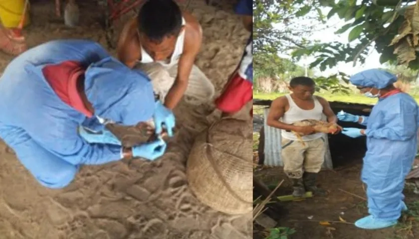 La enfermedad de Newcastle "no se considera una zoonosis y tampoco se transmite al ser humano. 