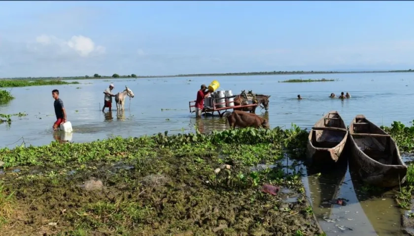 En la ciénaga del Jobo bañan burros y caballos.