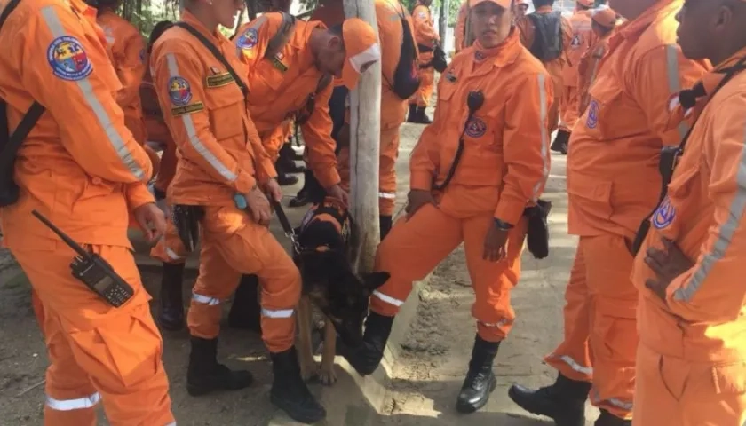 Uno de los perros que ayuda en la búsqueda. 