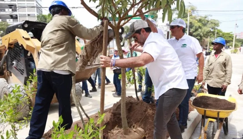 El Alcalde Alejandro Char, durante la siembra de árboles este miércoles.