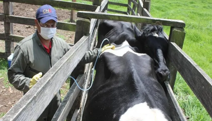 La vacunación es supervisada por el ICA como autoridad sanitaria del país.