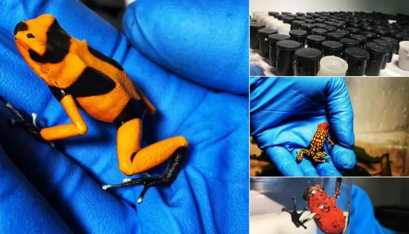  Autoridades incautaron en el aeropuerto El Dorado 216 anfibios que iban rumbo a Europa .