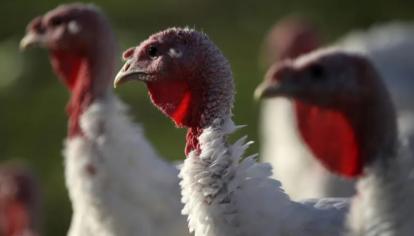 El brote podría proceder de pavos vivos o de productos crudos derivados de este animal.