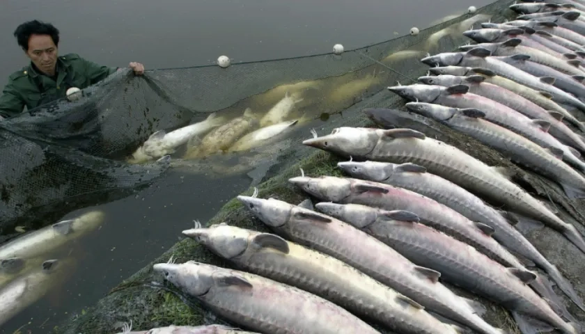 Imagen de archivo para ilustrar nota sobre muerte de peces por construcción de Puente Miyue.