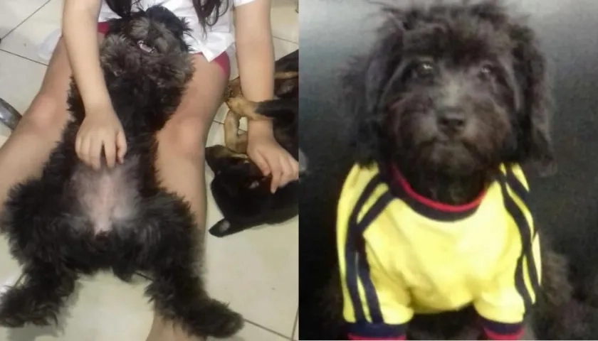 'Candy' perrita perdida.