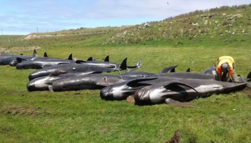 Parte de las ballenas fallecidas. 