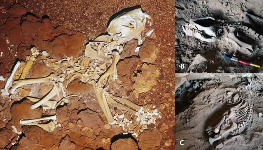 El leon marsupial vivió en la etapa del Pleistoceno, es decir, hace más de dos millones de años y 11.700 años.