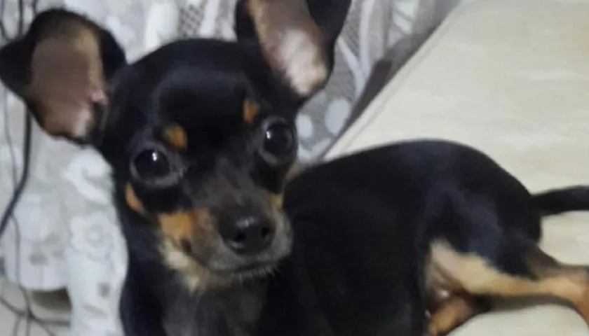 'Peque' perrita perdida.