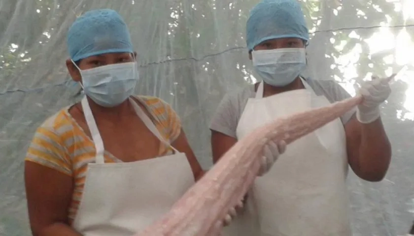 Muestra de la manipulación de la carne de lagarto.