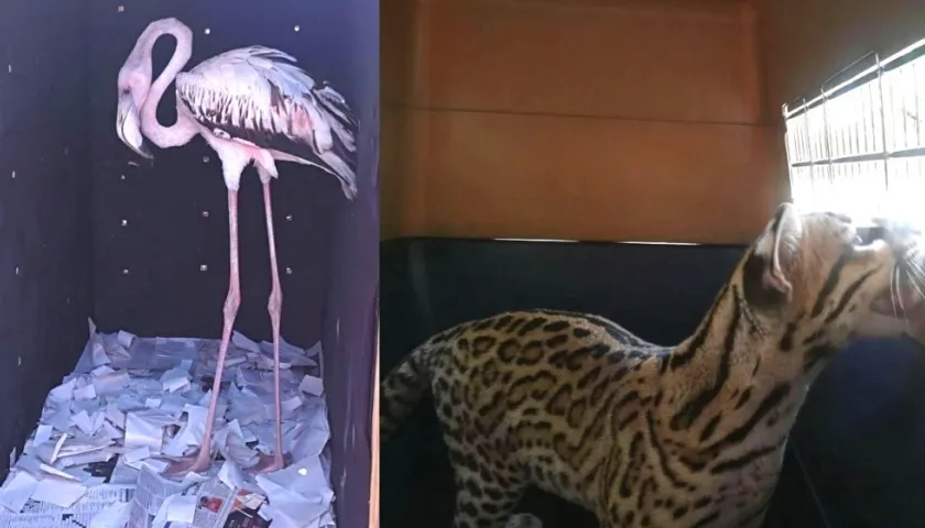 El Flamenco y el Tigrillo decomisados durante los operativos.