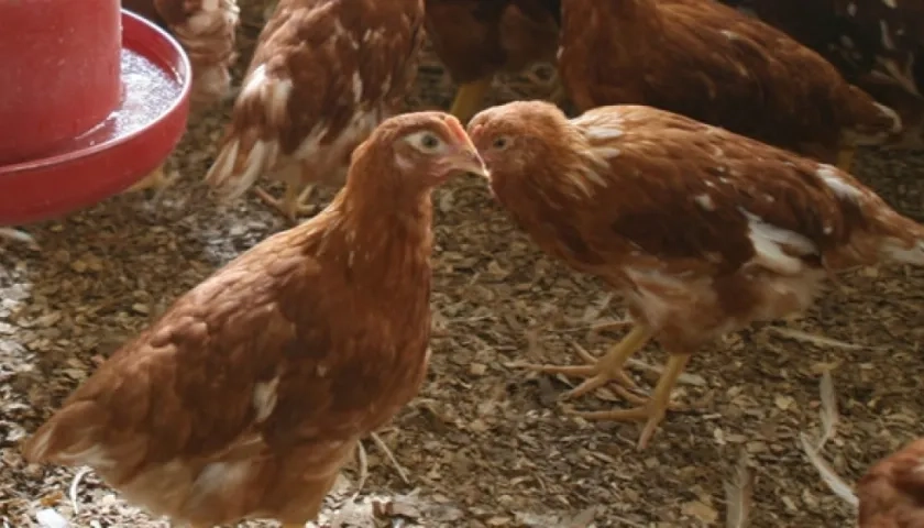 Afecta exclusivamente a las aves y no se transmite a los humanos.